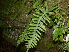 Polypodiodes amoena