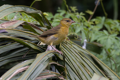 Ploceus subpersonatus