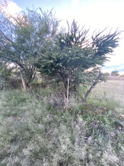 Vachellia schaffneri