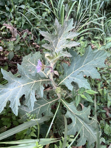 Solanum dasyphyllum