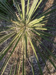 Yucca louisianensis