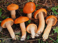 Lactarius aurantiacus