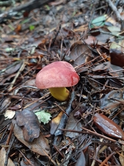 Xerocomellus redeuilhii