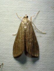 Elophila gyralis