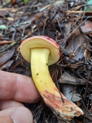 Xerocomellus redeuilhii