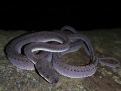 Xenodermus javanicus