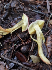 Xerocomellus redeuilhii