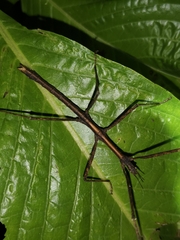 Parapachymorpha dentata