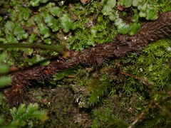 Polypodiodes amoena