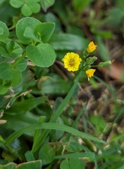 Youngia japonica