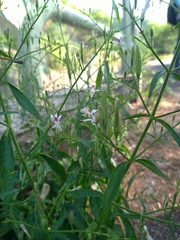 Andrographis paniculata