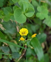 Youngia japonica