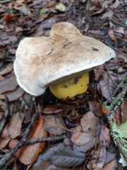 Caloboletus kluzakii
