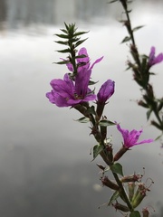 Lythrum salicaria