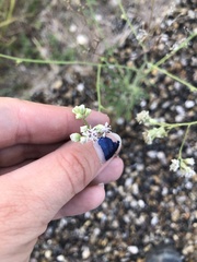 Florestina tripteris