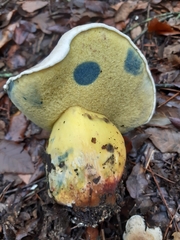 Caloboletus kluzakii
