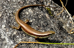 Eutropis longicaudata