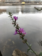Lythrum salicaria