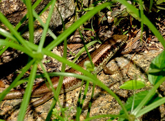 Eutropis longicaudata