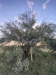 Prosopis