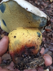Caloboletus kluzakii