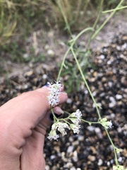 Florestina tripteris