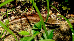 Eutropis longicaudata