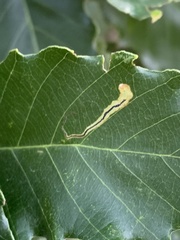 Stigmella quercipulchella