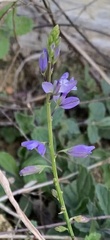 Polygala vulgaris