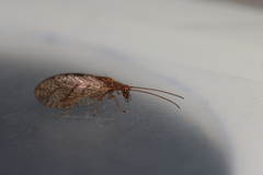 Micromus angulatus