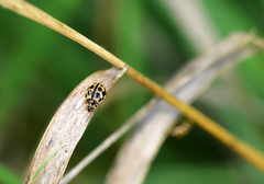 Tytthaspis sedecimpunctata