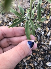 Florestina tripteris