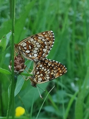 Melitaea