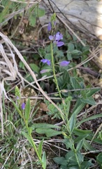 Polygala vulgaris