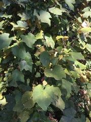 Vitis