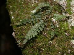 Asplenium tenuicaule