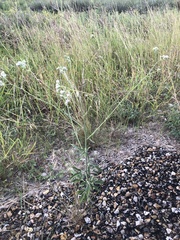 Florestina tripteris