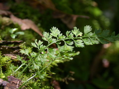 Asplenium tenuicaule