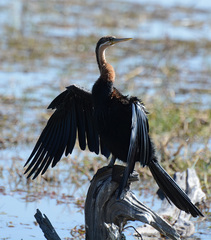 Anhinga rufa