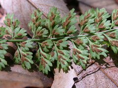 Asplenium tenuicaule