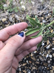 Florestina tripteris