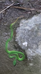 Trimeresurus stejnegeri