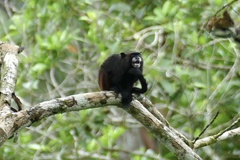 Saguinus fuscicollis
