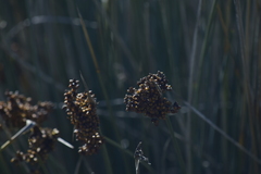Juncus acutus