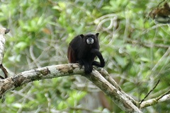 Saguinus fuscicollis