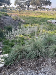 Muhlenbergia lindheimeri