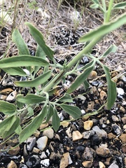 Florestina tripteris