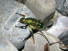 Epitrichius elegans
