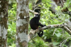 Saguinus fuscicollis