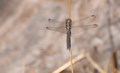 Orthetrum chrysostigma